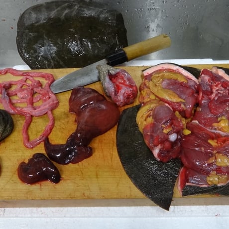 食用 天然すっぽん  1枚（1.5kg〜2.0kg）