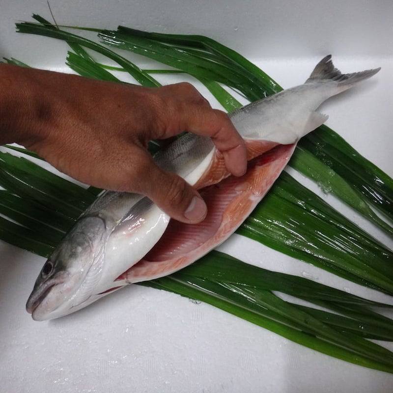 生鮮】サツキマス 1尾 ※5月のみ | YUIFUNE STORE