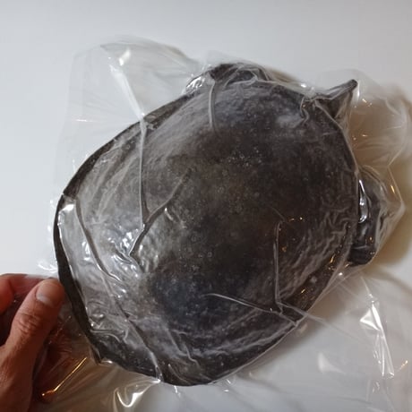 食用 天然すっぽん  1枚（1.5kg〜2.0kg）