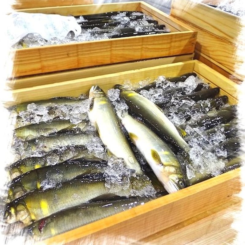 急速冷凍】天然鮎 1尾（15-17cm） | YUIFUNE STORE