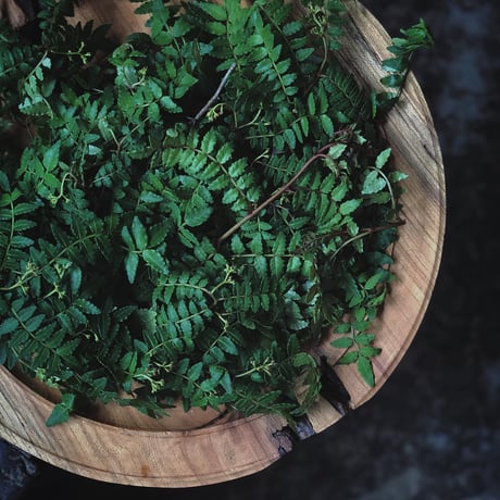 SANSHO GENOVESE