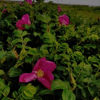 アロマミスト（春国岱の香り）10ml