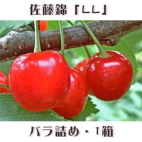 道内発送のみ・期間限定予約販売！さくらんぼ『佐藤錦・LLサイズ（バラ詰め）』【1㎏】《北海道壮瞥町産》