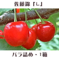 道内発送のみ・期間限定予約販売！さくらんぼ『佐藤錦・Lサイズ（バラ詰め）』【1㎏】《北海道壮瞥町産》