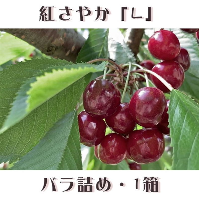 期間限定予約販売！さくらんぼ『紅さやか・Lサイズ（バラ詰め）』【1