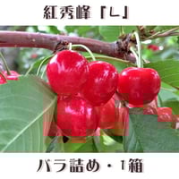 期間限定予約販売！さくらんぼ『紅秀峰・Lサイズ（バラ詰め）』【1㎏】《北海道壮瞥町産》
