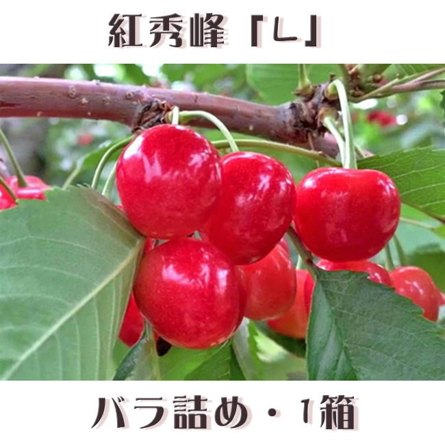 期間限定予約販売！さくらんぼ『紅秀峰・Lサイズ（バラ詰め）』【1㎏】《北海道壮瞥町産》 く...