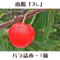 期間限定予約販売！さくらんぼ『南陽・3Lサイズ（バラ詰め）』【1㎏】《北海道壮瞥町産》