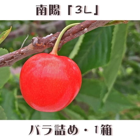 期間限定予約販売！さくらんぼ『南陽・3Lサイズ（バラ詰め）』【1㎏】《北海道壮瞥町産》