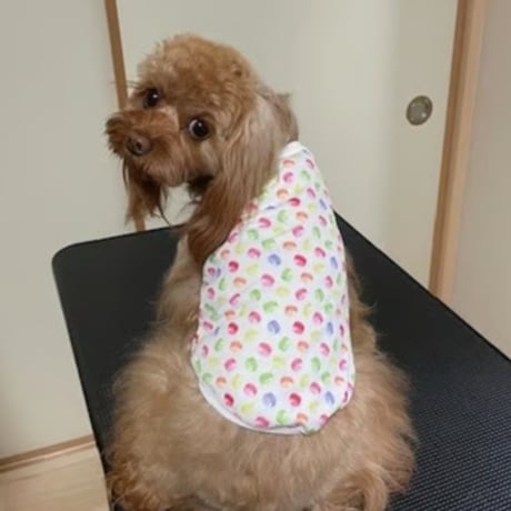 犬タンクトップ | STORES