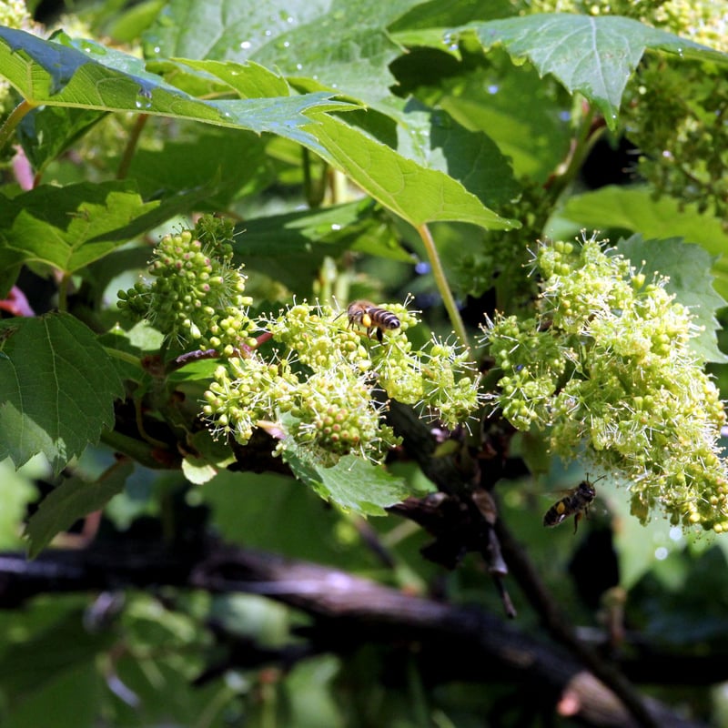 てっちゃん　山葡萄ストレートジュース Amazon.co.jp: 山ぶどうジュース ストレート果汁100％ 岩手県産