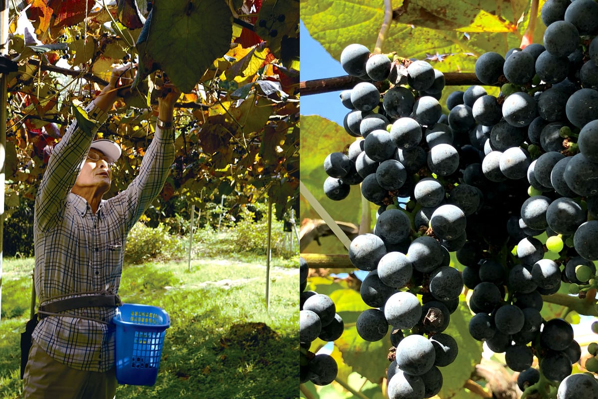 天然ノブトウ 馬ぶどう 山菜 薬草 京都府の山に 稲泉農園の「山ぶどう」