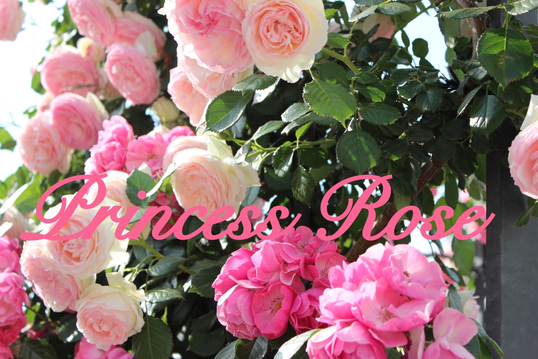 PrincessRose727