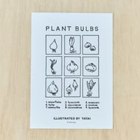 活版印刷A4ポスター　PLANT BULBS