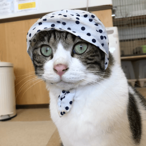 推し猫ステッカー】茂吉（もきち） <ラミネート加工あり> | 猫処またたび亭