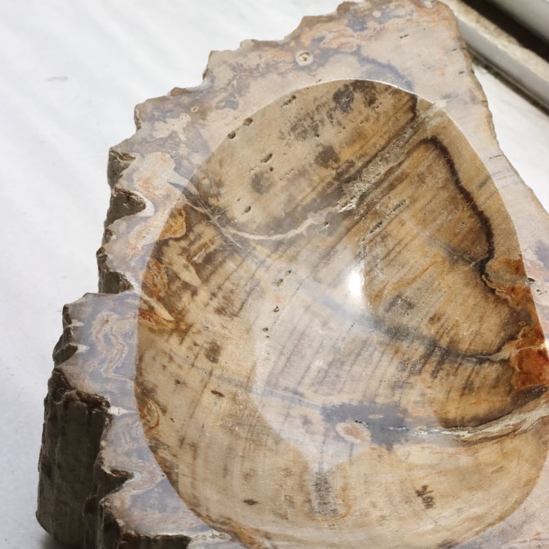 OAK ” Petrified Wood Accessory Tray - M #409
