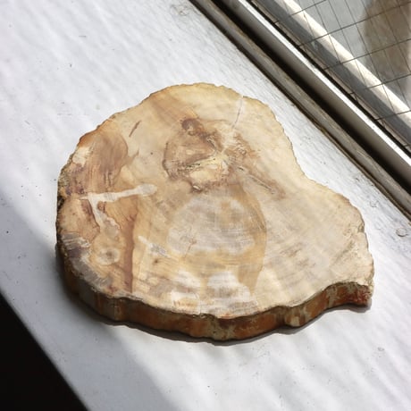 " OAK ” Petrified Wood Plate - S