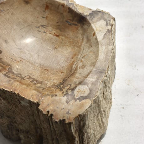 " OAK ” Petrified Wood Accessory Tray - S #443