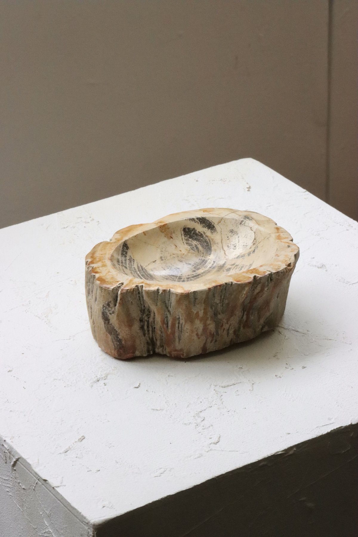 OAK ” Petrified Wood Accessory Tray - S #410