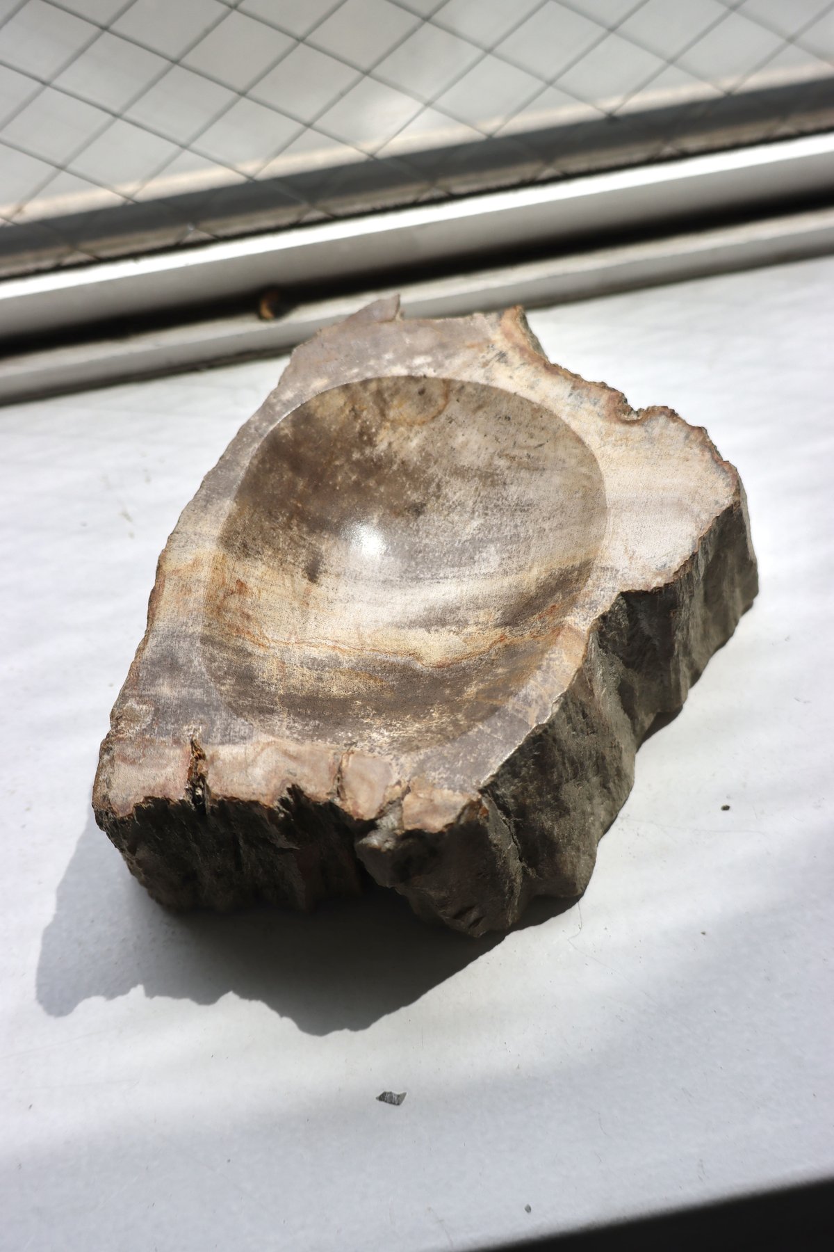OAK ” Petrified Wood Accessory Tray - S #433