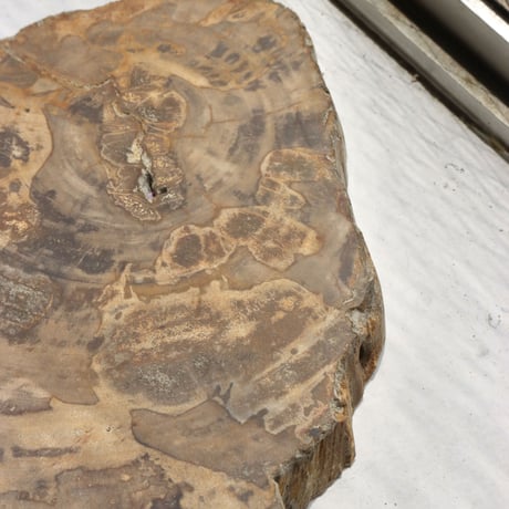 " OAK ” Petrified Wood Plate - S