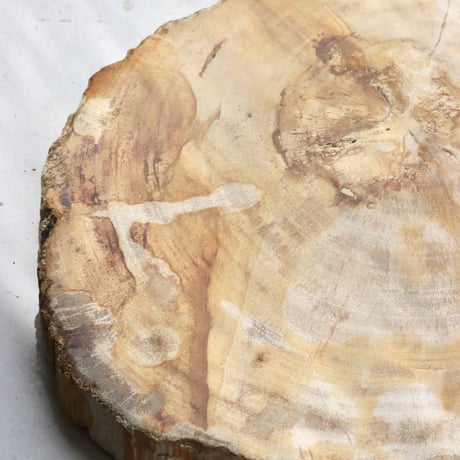 " OAK ” Petrified Wood Plate - S