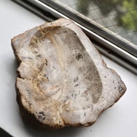 " OAK ” Petrified Wood Accessory Tray - M #404