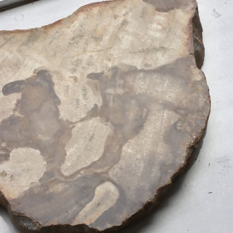 " OAK ” Petrified Wood Plate - S
