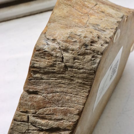 " OAK ” Petrified Wood Accessory Tray - S #417