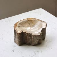 " OAK ” Petrified Wood Accessory Tray - S #421