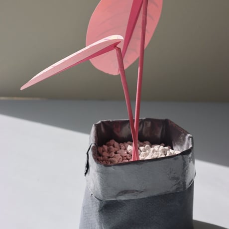 "Brazen Botany" SMALL PINK PRAYER PLANT