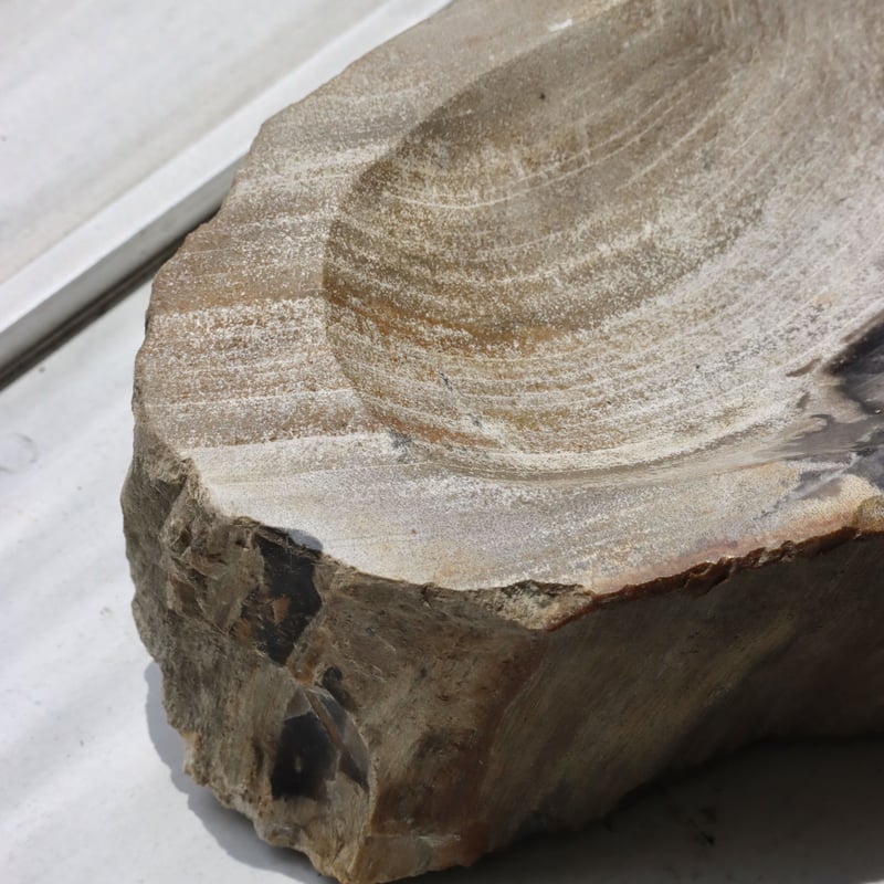OAK ” Petrified Wood Accessory Tray - M #445