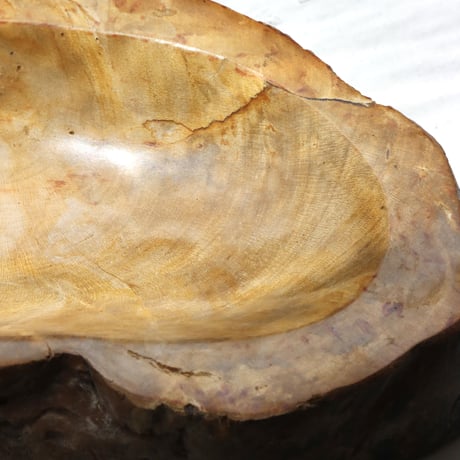 " OAK ” Petrified Wood Accessory Tray - M #406