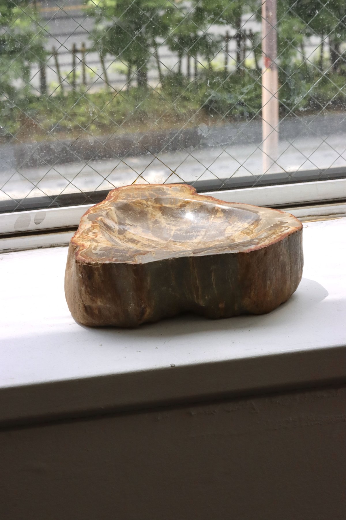 OAK ” Petrified Wood Accessory Tray - M #411