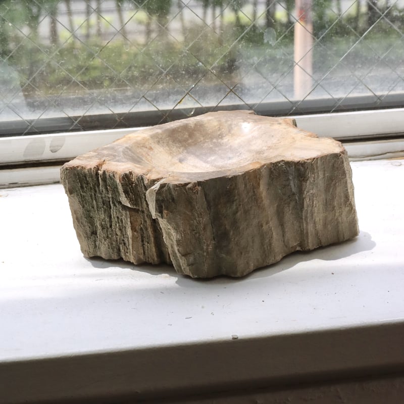 OAK ” Petrified Wood Accessory Tray - S #433