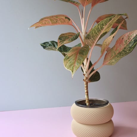 "Sheyn." Dorn 253g 1c Planter - Lark Beige -