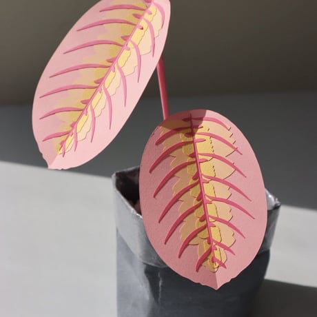 "Brazen Botany" SMALL PINK PRAYER PLANT