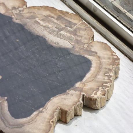 " OAK ” Petrified Wood Plate - M #101