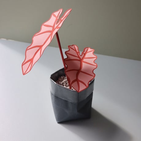 "Brazen Botany" SMALL PINK ELEPHANT EAR PLANT