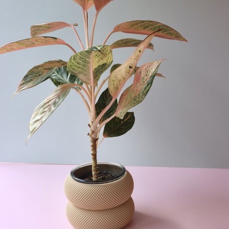 "Sheyn." Dorn 253g 1c Planter - Lark Beige -
