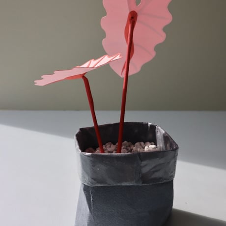 "Brazen Botany" SMALL PINK ELEPHANT EAR PLANT