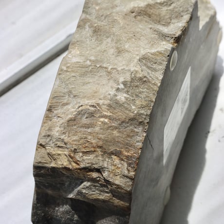 " OAK ” Petrified Wood Accessory Tray - M #445