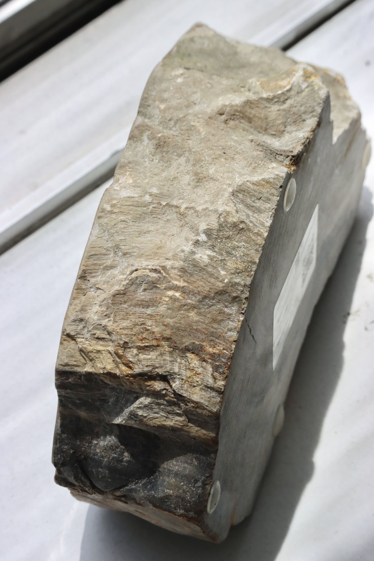 OAK ” Petrified Wood Accessory Tray - M #445
