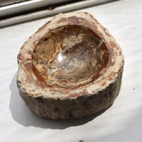 " OAK ” Petrified Wood Accessory Tray - S #420