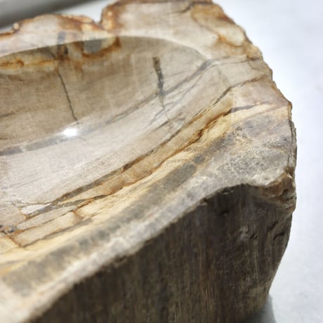 " OAK ” Petrified Wood Accessory Tray - S #426