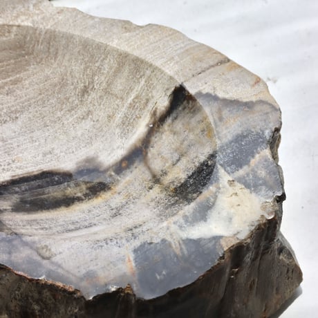 " OAK ” Petrified Wood Accessory Tray - M #445
