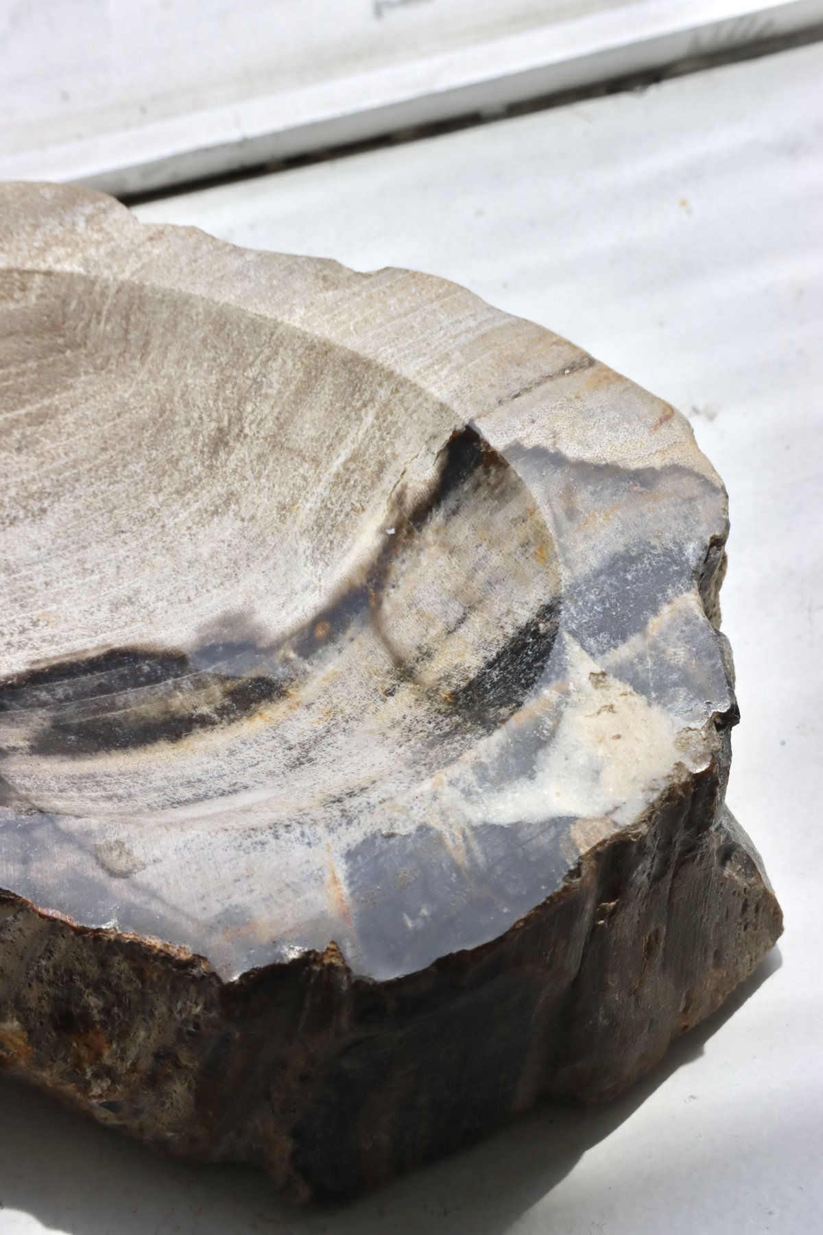 OAK ” Petrified Wood Accessory Tray - M #445