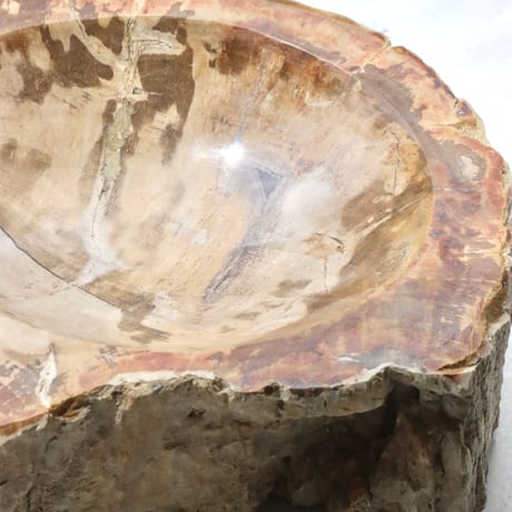 " OAK ” Petrified Wood Accessory Tray - S  #422