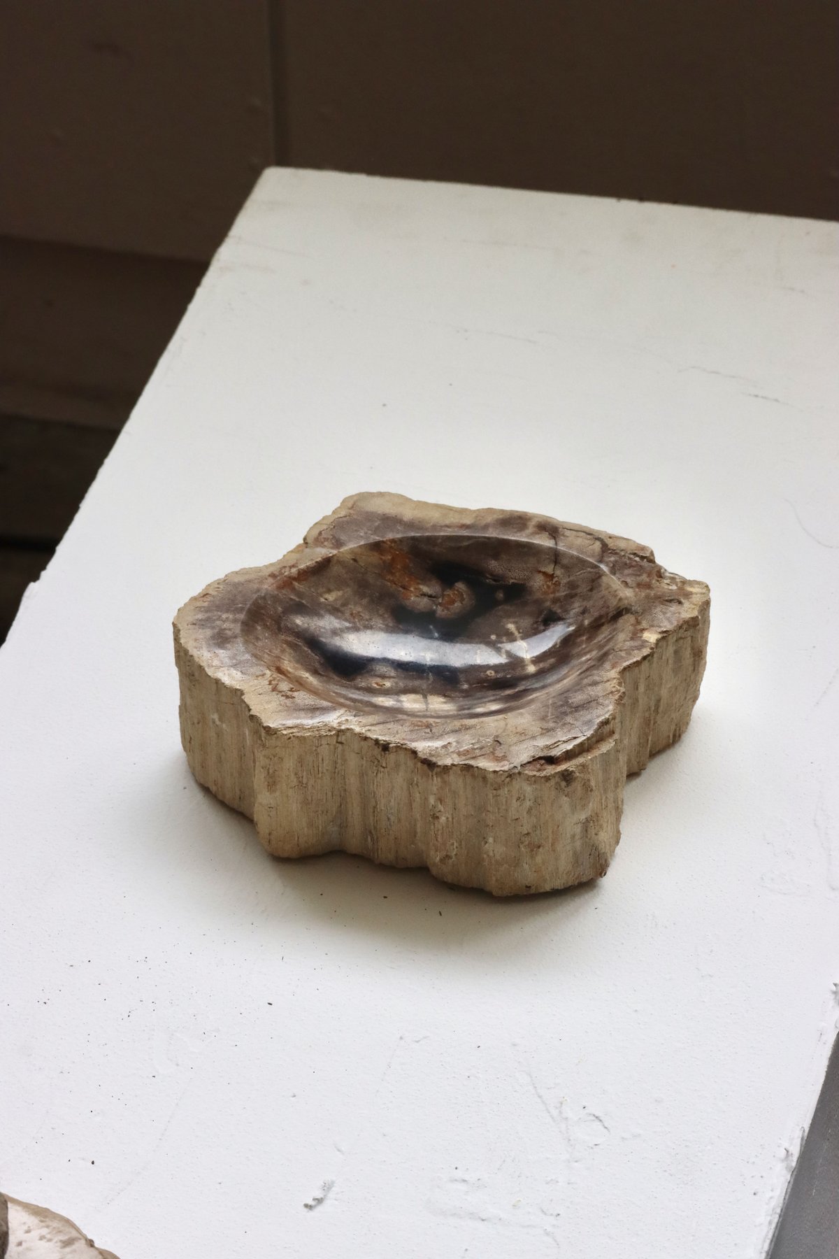 OAK ” Petrified Wood Accessory Tray - S #446
