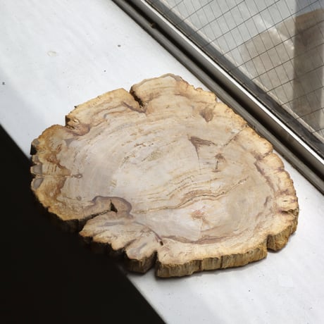 " OAK ” Petrified Wood Plate - M #103